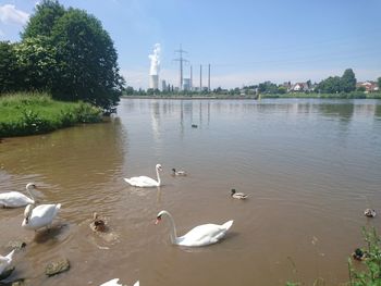 Swans swimming in lake against sky