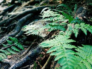 Close-up of fern growing on tree in forest