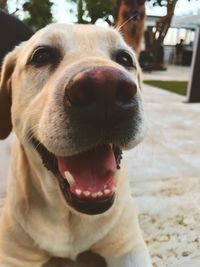 Close-up portrait of dog