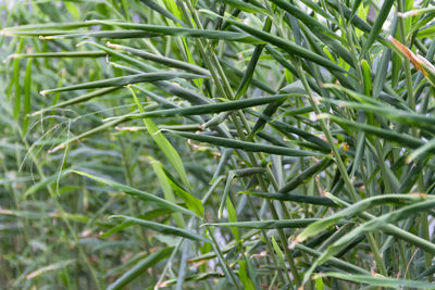 Full frame shot of plants growing on field