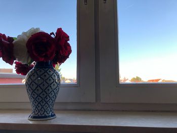 Red rose in vase against window