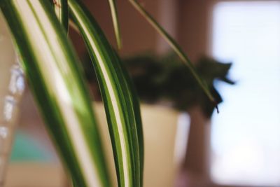 Close-up of fresh green plant