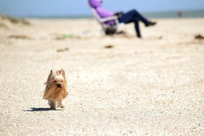 Dog running on sand at beach