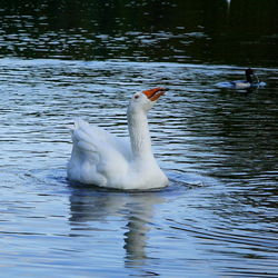 Swan swimming in water