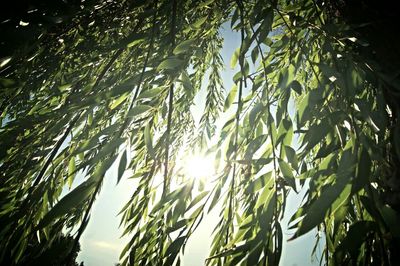 Low angle view of sunlight streaming through trees