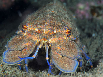 Close-up of fish underwater