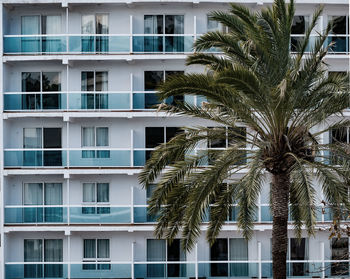 Low angle view of palm tree against building