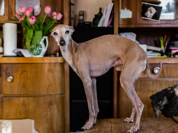 Dog standing on wooden table at home