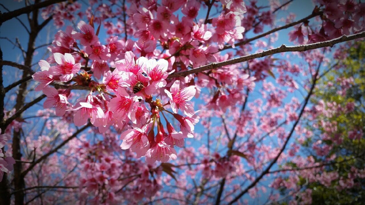 flower, branch, tree, freshness, growth, low angle view, beauty in nature, cherry blossom, pink color, cherry tree, blossom, fragility, nature, springtime, twig, in bloom, fruit tree, focus on foreground, blooming, close-up