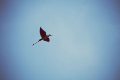 Low angle view of bird flying in sky