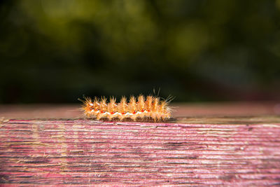 Close-up of insect on plant