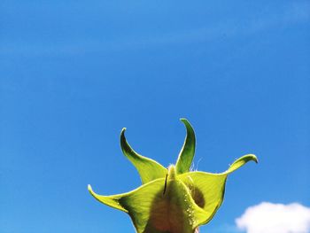 Low angle view of yellow flowering plant against clear blue sky