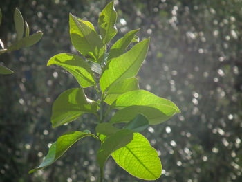 Close-up of wet plant