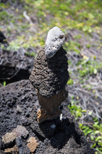 Close-up of lizard