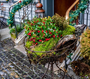 Close-up of potted plants