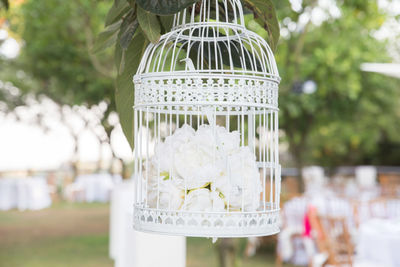 Close-up of roses in birdcage outdoors