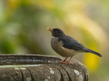 Closeup of small bird drinking water from garden water fountain vilcabamba, ecuador