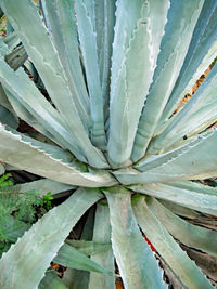 Full frame shot of succulent plant