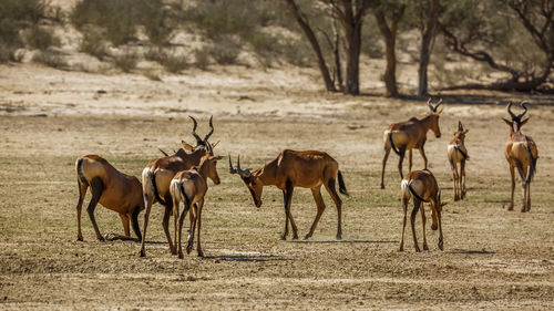 Deer in forest