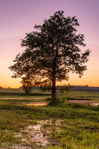 Tree on field against sky during sunset