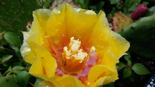 Close-up of yellow flower blooming outdoors