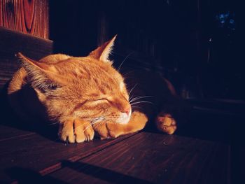 Close-up of ginger cat on hardwood floor at night