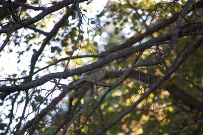 Low angle view of tree