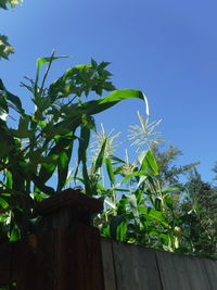 Low angle view of plant against clear blue sky