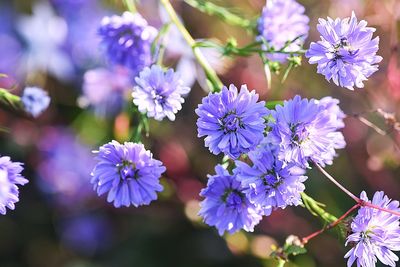 Close-up of purple flowering plants