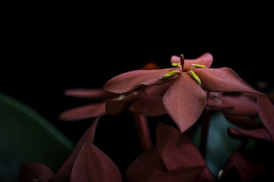 Close-up of flowering plant against black background