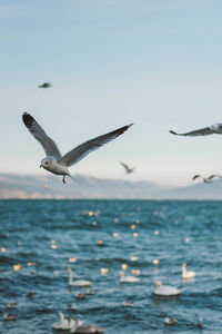 Close-up of bird flying over sea against sky