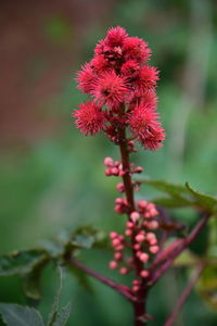 Close-up of red flowering plant