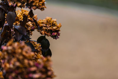 Close-up of wilted plant