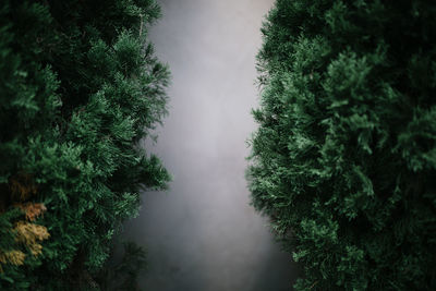 Low angle view of trees in forest against sky
