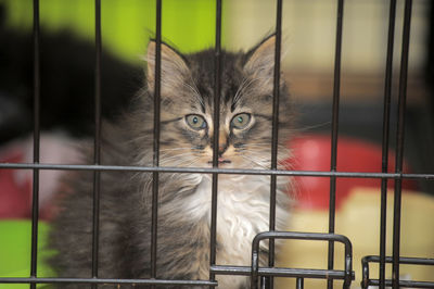 Close-up portrait of a cat in cage