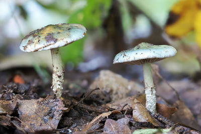 Close-up of mushroom growing on field