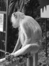 Monkey relaxing on railing