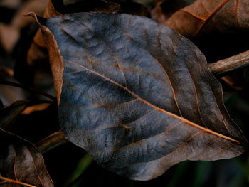 Close-up of leaf
