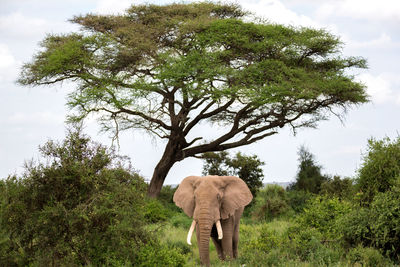 View of elephant walking on street