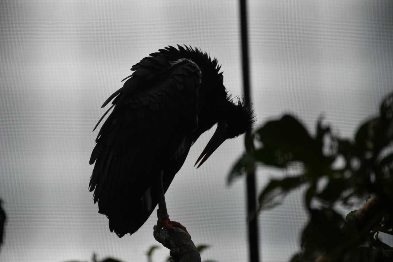 CLOSE-UP OF A BIRD