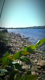Scenic view of calm sea against clear sky