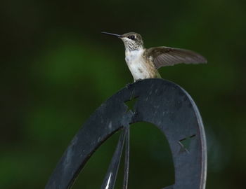 Close-up of bird perching on feeder