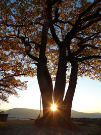 Sun shining through trees on field