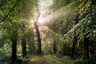 Trees in forest