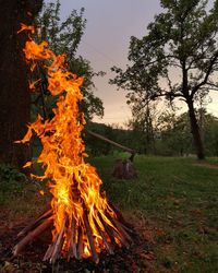 Bonfire on field against trees at sunset