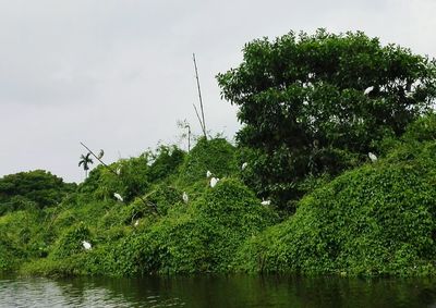 Scenic view of river against sky