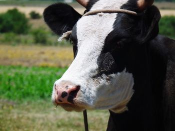 Close-up of cow on field