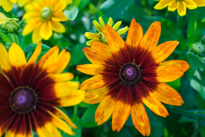 Close-up of yellow flowers blooming outdoors