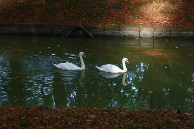 Swans swimming on lake