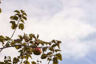 Low angle view of fruits growing on tree against sky